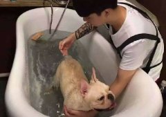 還原水機 有了它，輕鬆解決寵物毛髮護理難題